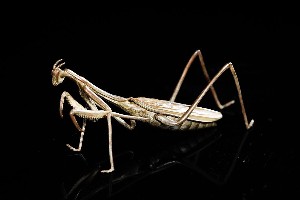 Lot 378: A Japanese Bronze Praying Mantis Figure.