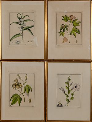 Bot&aacute;nica. Fran&ccedil;ois No&euml;l Sellier after Antonio Jos&eacute; Cavanilles (1745 – 1804) 