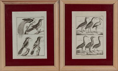 Histoire Naturelle des Oiseaux. Robert B&eacute;nard after Georges-Louis Leclerc, Comte de 