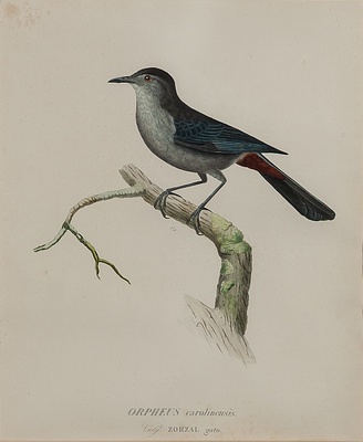 Orpheus carolinensis. Spanish School, 19th Century "Orpheus carolinensis" Hand-coloured 