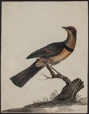 Ave. Luis Paret y Alc&aacute;zar (Madrid, 1746 - 1799) “Bird” Gouache Signed 17 x 13 cm 3.000 - 