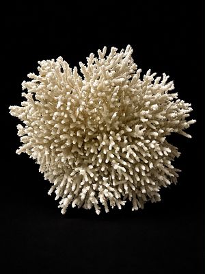 אלמוג גדול לתצוגה – היקף 28 ס”מ Coral Display Specimen – 28 cm Circumference אלמוג טבעי מרשים 