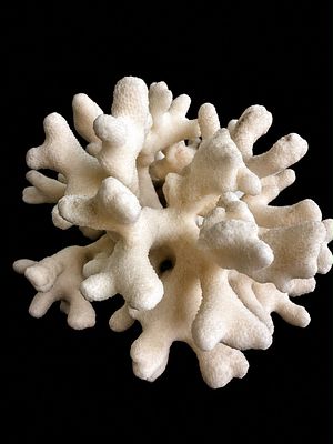 אלמוג טבעי גדול לתצוגה – כ־22 ס”מ Large Natural Coral Display Specimen – Approx. 22 cm אלמוג 