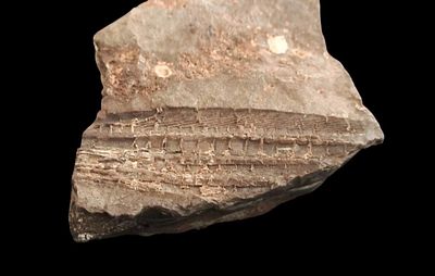 מאובן צמח פרהיסטורי מתקופת הקרבון, בן כ-300 מיליון שנה, ובו טביעה שמורה היטב של גבעול או עלה של 