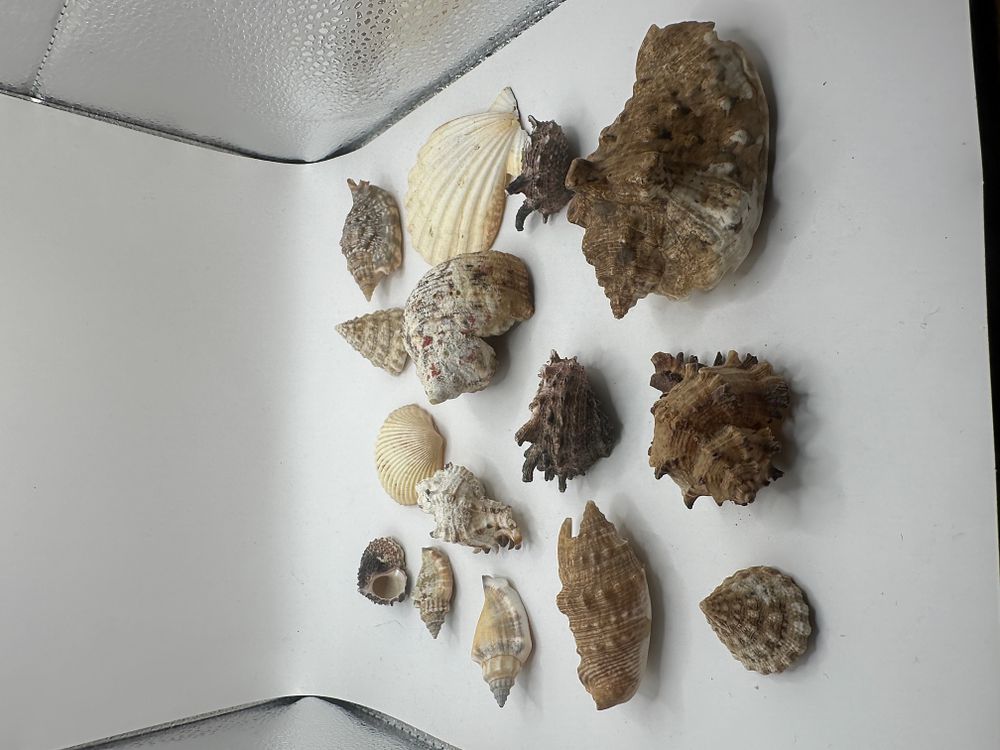 Lot 565: A Large Collection of Natural Seashells