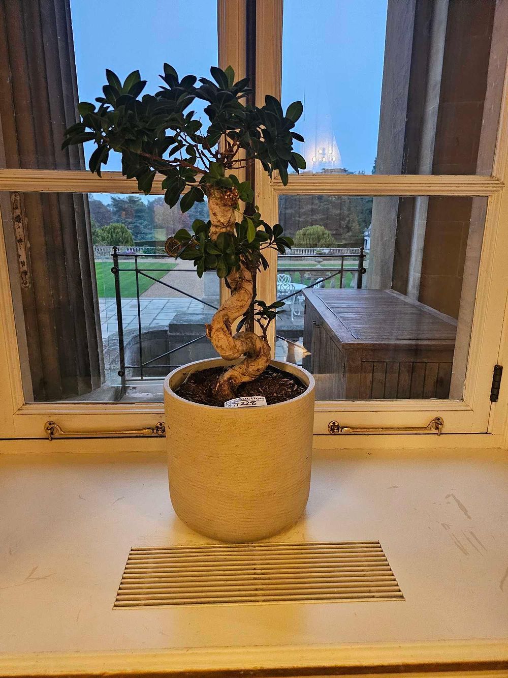 Lot 228: A Potted Ficus Ginseng Bonsai Plant