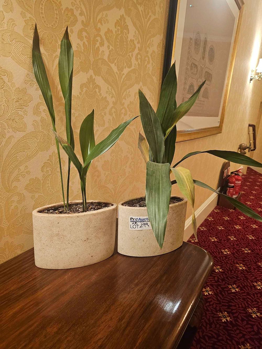 Lot 299: A Pair of Cast Iron Plants (Aspidistra Elatior) in Contemporary Planters