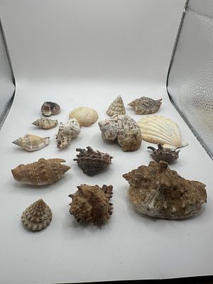A Large Collection of Natural Seashells. A large collection of natural seashells, comprising 