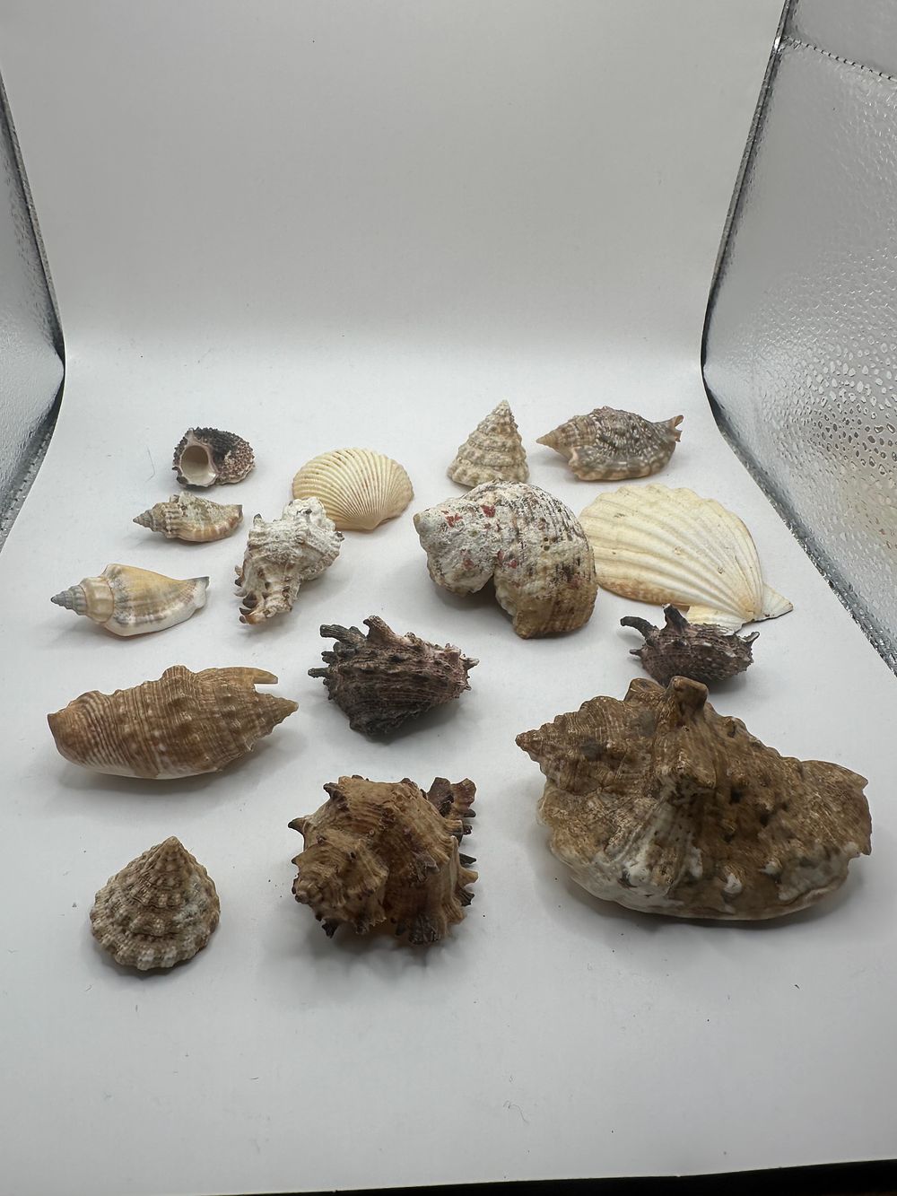 Lot 294: A Large Collection of Natural Seashells