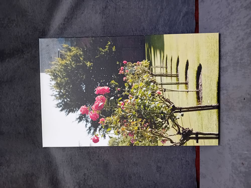 Lot 1003: Giclee Print on Canvas Depicting a Rose Garden Attributed to Friedrich Strauss