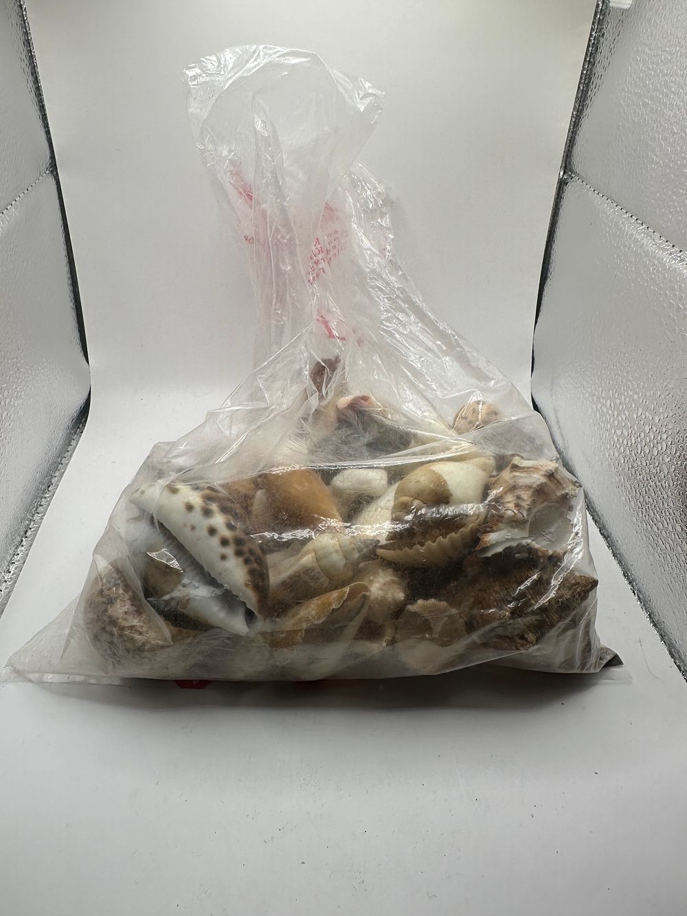 Lot 602: A Large Collection of Natural Seashells
