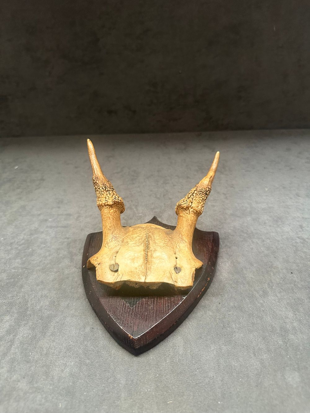 Lot 476: A juvenile Roe deer buck taxidermy trophy mount on wooden plaque