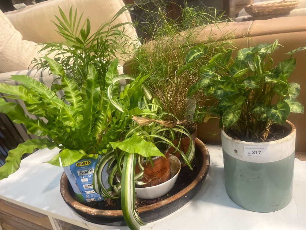 Lot 817: A Collection of Assorted Indoor Houseplants in Ceramic and Plastic Pots