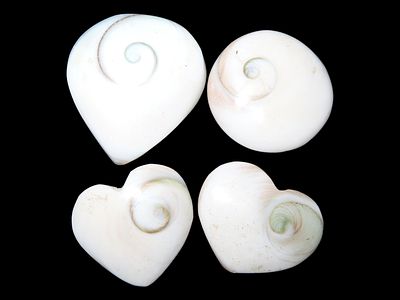 Group of 4x polished Operculum Shell.Auctioning as Authentic & Unaltered
