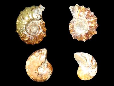 Group of 4x Tractor Ammonites & Nautilus Fossils. Largest is 1 1/2".Auctioning as Authentic & 
