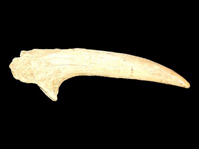 3 11/16" Antler Pressure Flaker from Kentucky.Auctioning as Authentic & Unaltered