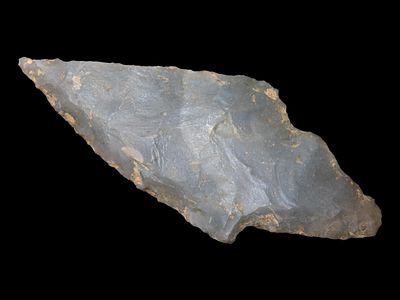 2 9/16" Turkey Tail, Auctioning as Authentic & Un-altered
