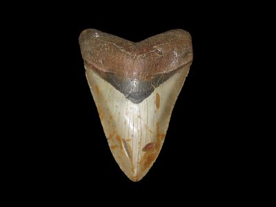 4 1/4" x 3 1/8" South Carolina Megalodon Shark Tooth
