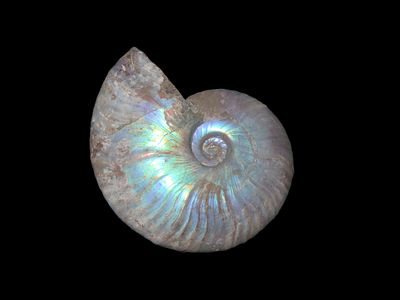 2 3/4" x 2 1/8" Knightia Fish Fossil Green River Formation Wyoming 53.5 to 48.5 Million Years Ago