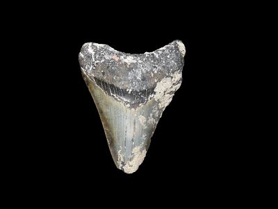 3" x 2 1/2" Fossil Megalodon Shark Tooth, found in Florida