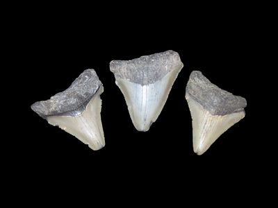 Lot of 3 Fossil Megalodon Shark Teeth, found in Florida, Largest is 2"