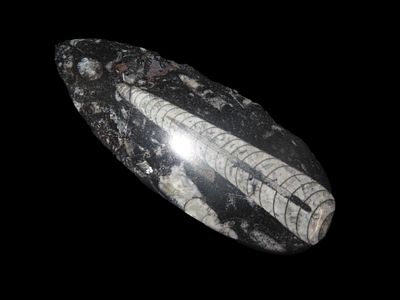 4 15/16" x 1 15/16" Flat Back Polished Fossil Orthoceras, Devonian Period, found in the Atlas 