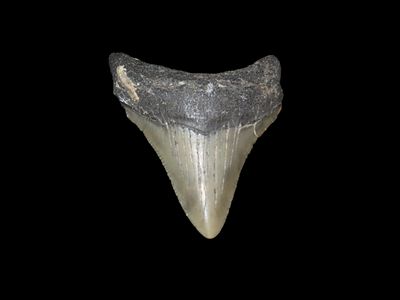 2 7/16" x 1 15/16" Fossil Megalodon Shark Tooth, Found in Florida