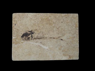 5 3/8" x 3 3/4" Knights Fish Fossil Green River Formation Wyoming 53.5 to 48.5 Million Years Old