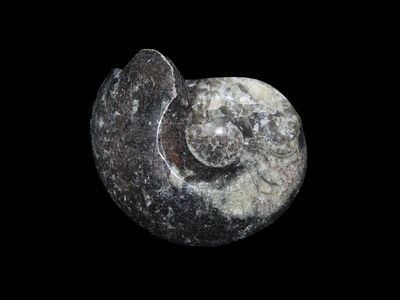 2"3/4 x 2" Fossil Ammonite 408 to 65 Million Years Old Paleozoic to Mesozoic Era