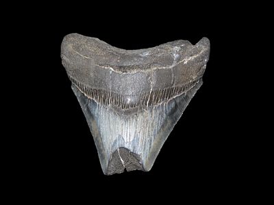 3" 1/8 x 3" Megalodon Fossilized Shark Tooth South Carolina