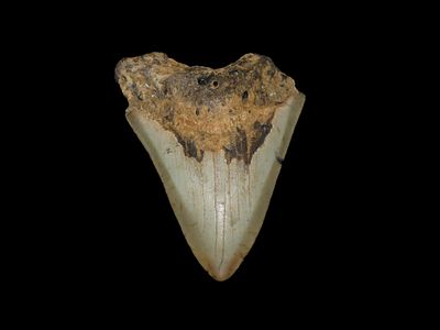 3" 3/4 x 2" 3/4 Authentic Megalodon Shark Tooth Fossil Found In South Carolina USA
