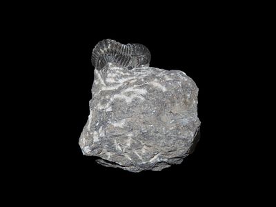 1" 7/8 Trilobite Fossil In Matrix