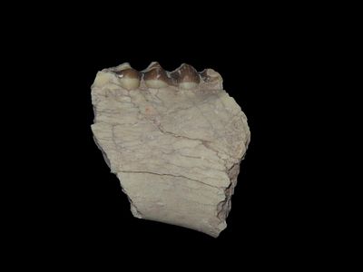 Fossil Mammal Tooth Jaw Bone Cretaceous Period 65/66 Million YO