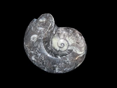 2" 5/8 x 2" Fossil Ammonite 408 to 65 Million Years Old Paleozoic To Mesozoic Era. 2" 5/8 x 2" 
