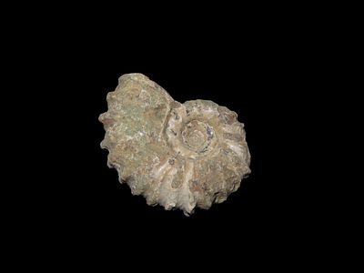 1" 1/2 Tractor Ammonite Fossil Douvilleiceras Mid Late Cretaceous