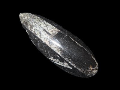 5" x 1" 1/2 400 Million years Old Polished Orthoceras Devonian Period Atlas Mountains Of Morocco