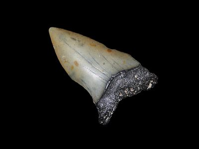 2 3/16" Fossil Mako Shark Tooth, found in Florida