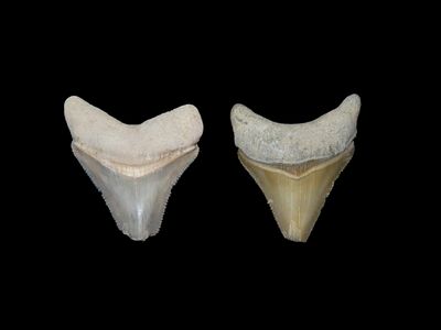 Set of 2 Rare, Bone Valley Florida Fossil Shark Teeth