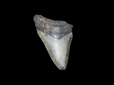 3" Fossil Megalodon Shark Tooth, found in Florida