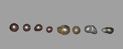 Lot of 8 Freshwater Pearls found in Shells along the Mississippi River by Ron Knowles