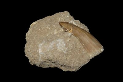 Mosasaurus Tooth Fossil In Matrix