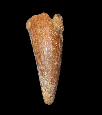 Spinosaurus Tooth Fossil, Upper Prehistoric Cretaceous Period, Found in Egypt, 112- 72 Million 