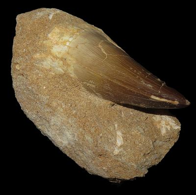 Mosasaurus Tooth Fossil In Matrix