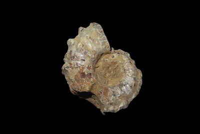 1 1/2" Tractor Ammonite,Douvilleiceras, Mid-Late Cretaceous