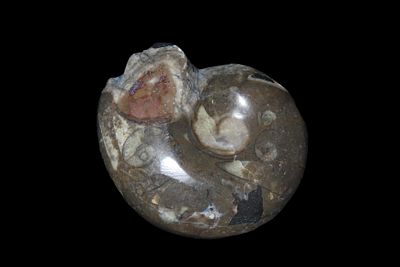 2 5/8" Highly Polished Fossil Ammonite, Paleozoic to Mesozoic Era-Stunning Specimen with 