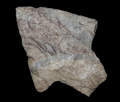 2 1/2" Marion Point, Found Between 1968- 2023 By Jeff Thompson in Marion County Florida