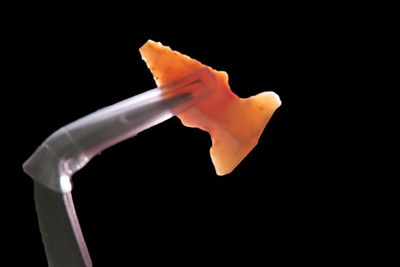 3/4" Translucent Klunk Notched Bird Point