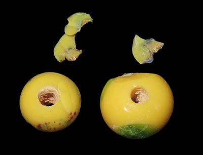 Lot of 2 Historic Trade Beads