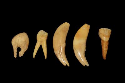 Lot of Elk & Bear Teeth, Mandan, North Dakota