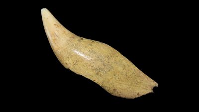 2 3/8" Sliced Bear Tooth Pendant, Eastern Tennesse, Ex. Dickey